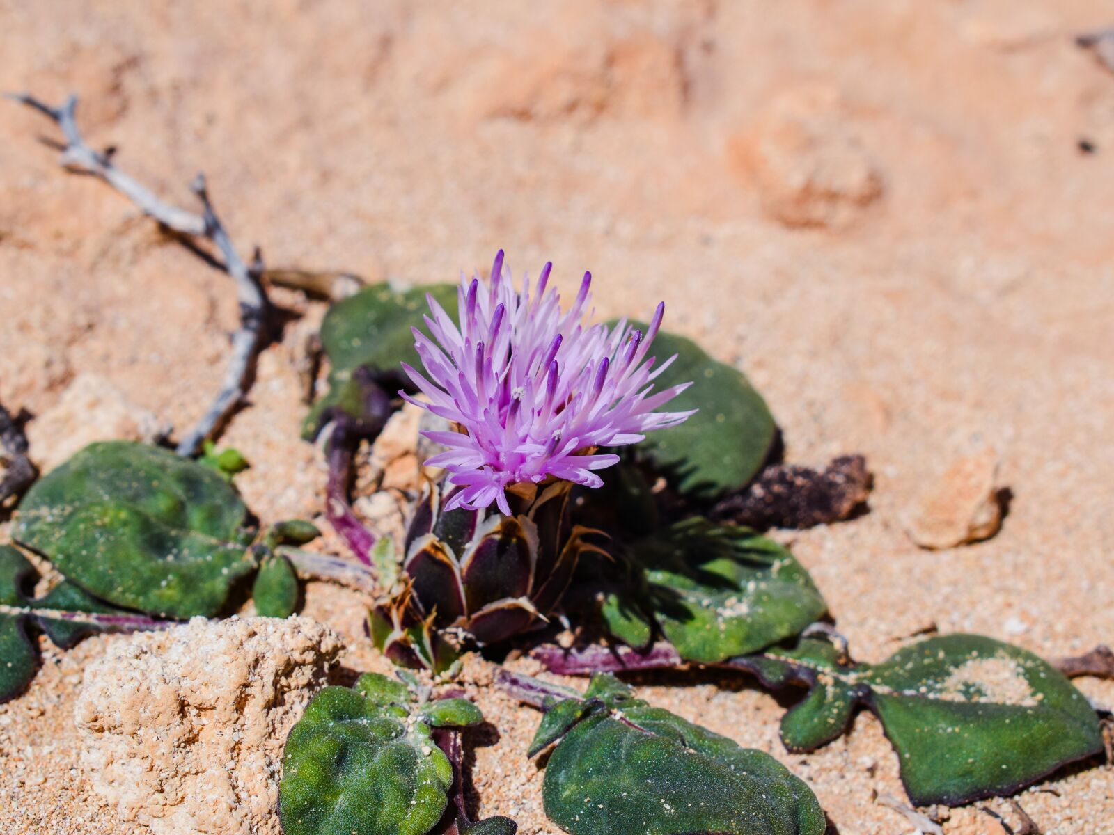 Nikon D3300 sample photo. Centaurea aegialophila, flower, purple photography