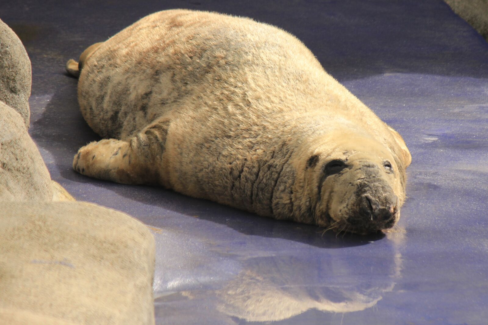 Canon EF-S 55-250mm F4-5.6 IS II sample photo. Seal, basking, wildlife photography