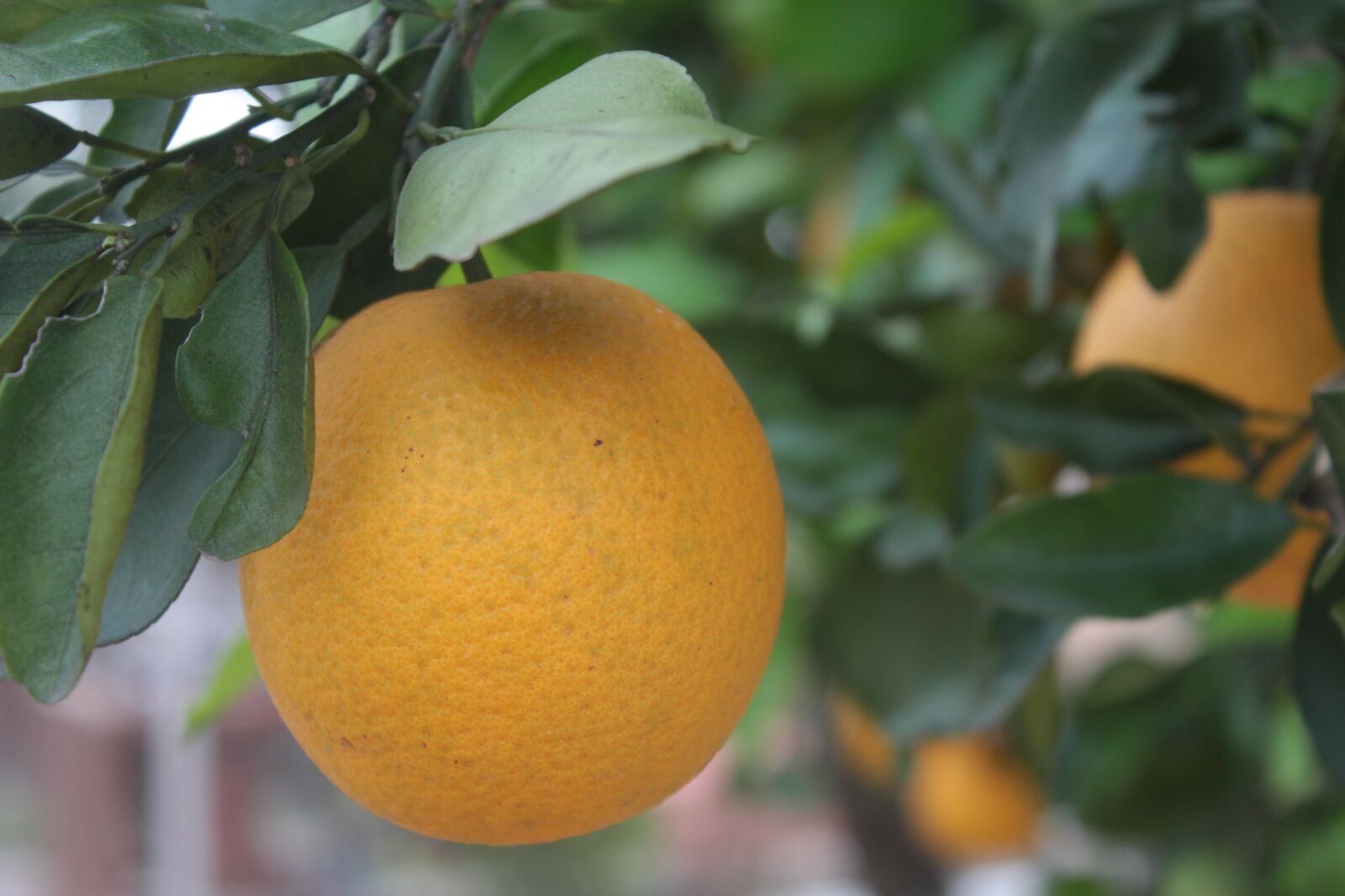 Canon EOS 1200D (EOS Rebel T5 / EOS Kiss X70 / EOS Hi) sample photo. Orange, fruit, tree photography