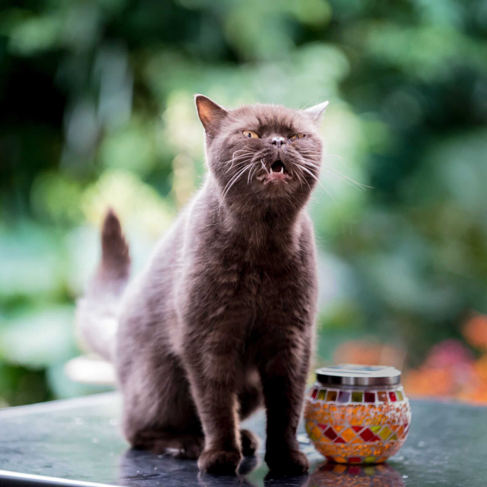 Nikon D610 sample photo. British, shorthair, cat photography
