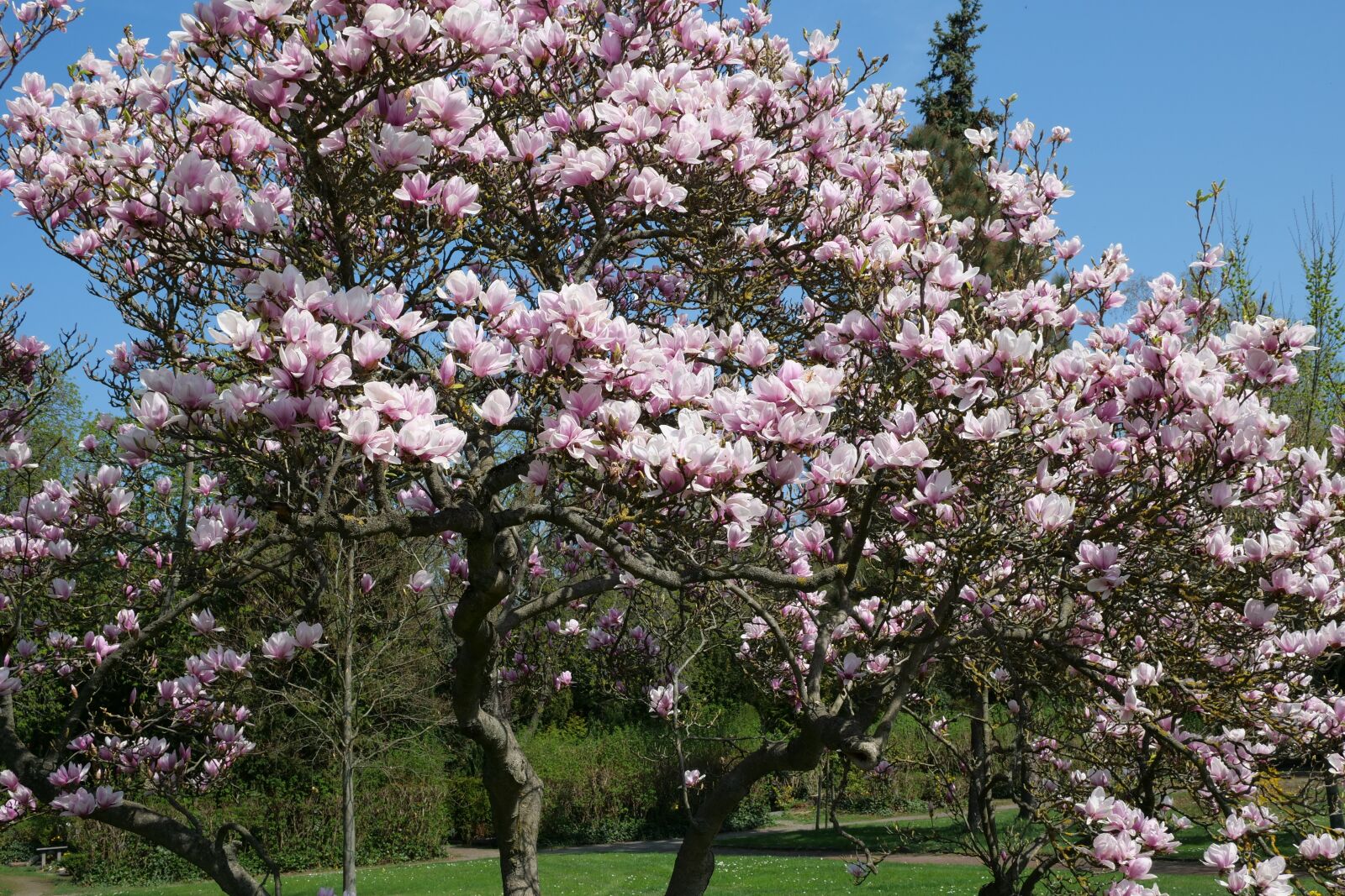 Panasonic Lumix DC-G9 sample photo. Magnolia, magnolia tree, tree photography