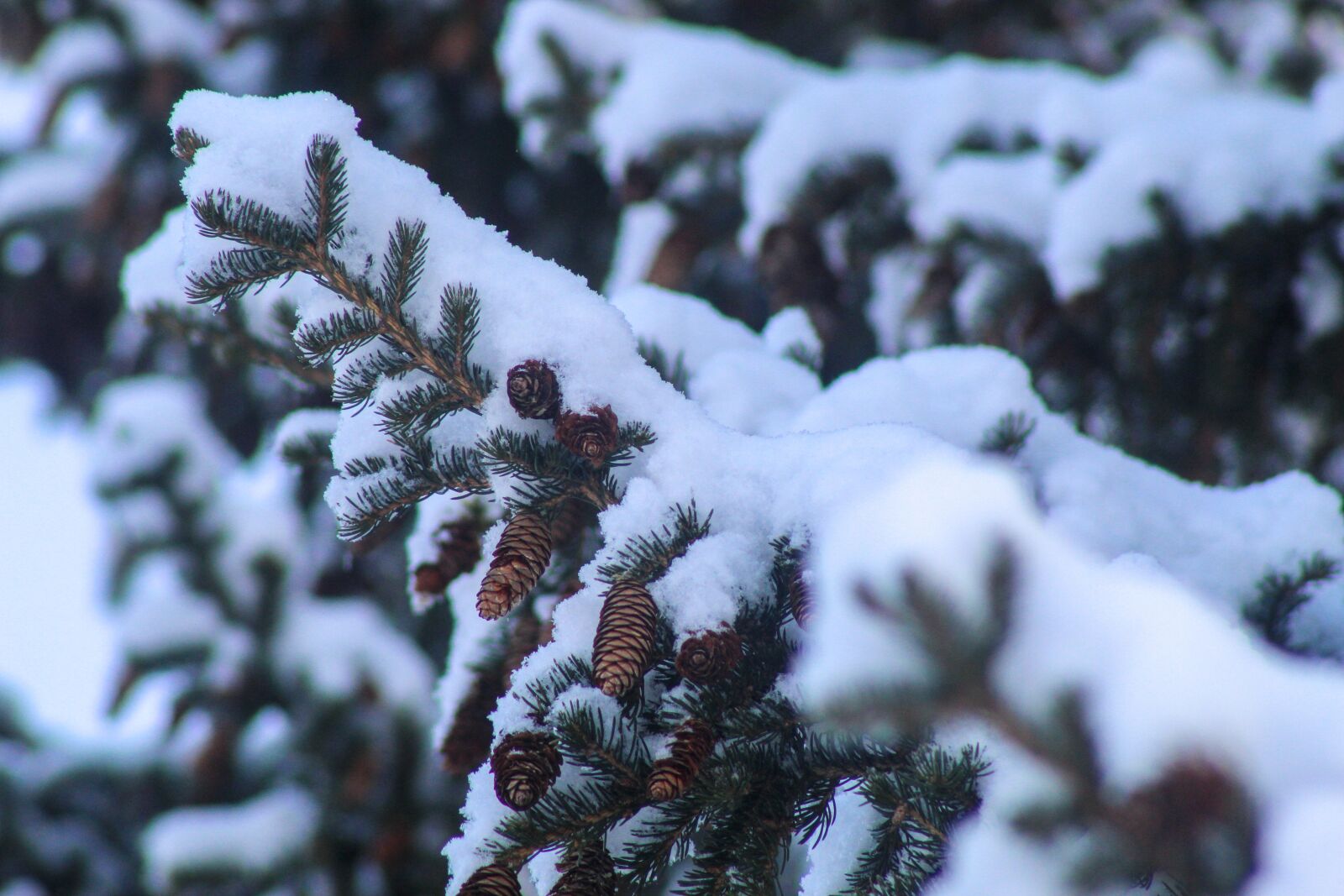 Canon EF 75-300mm f/4-5.6 USM sample photo. Winter, spruce, cones photography