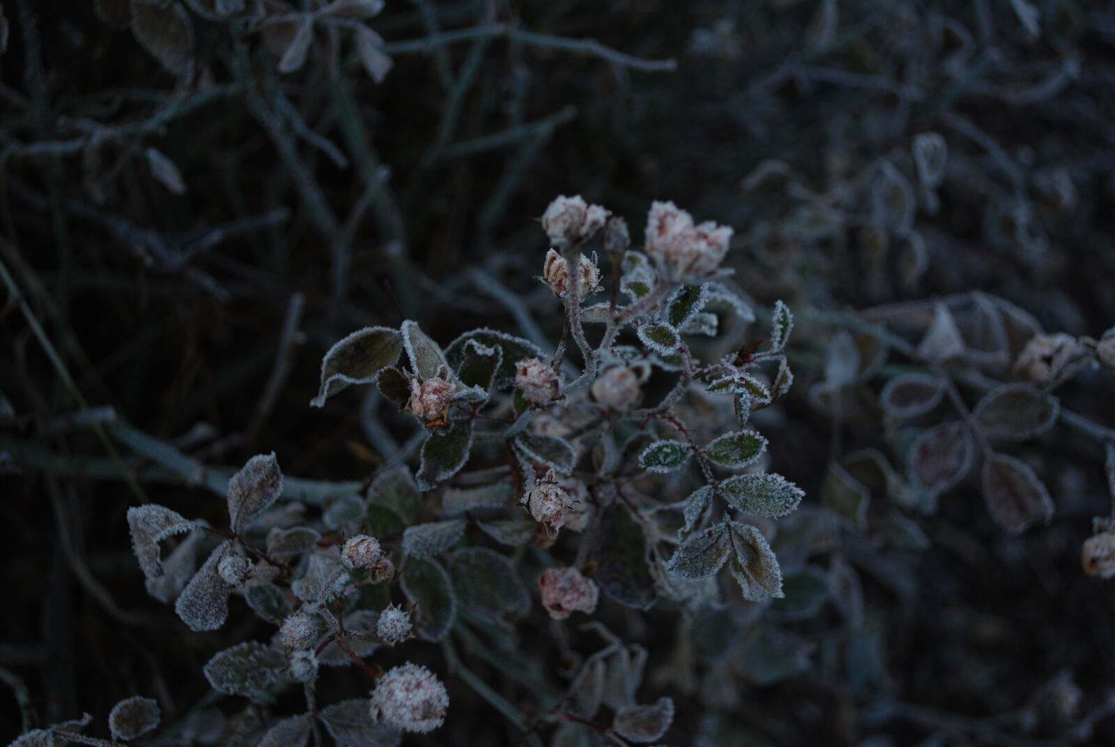 Nikon D60 sample photo. Dark, flowers, freeze, garden photography