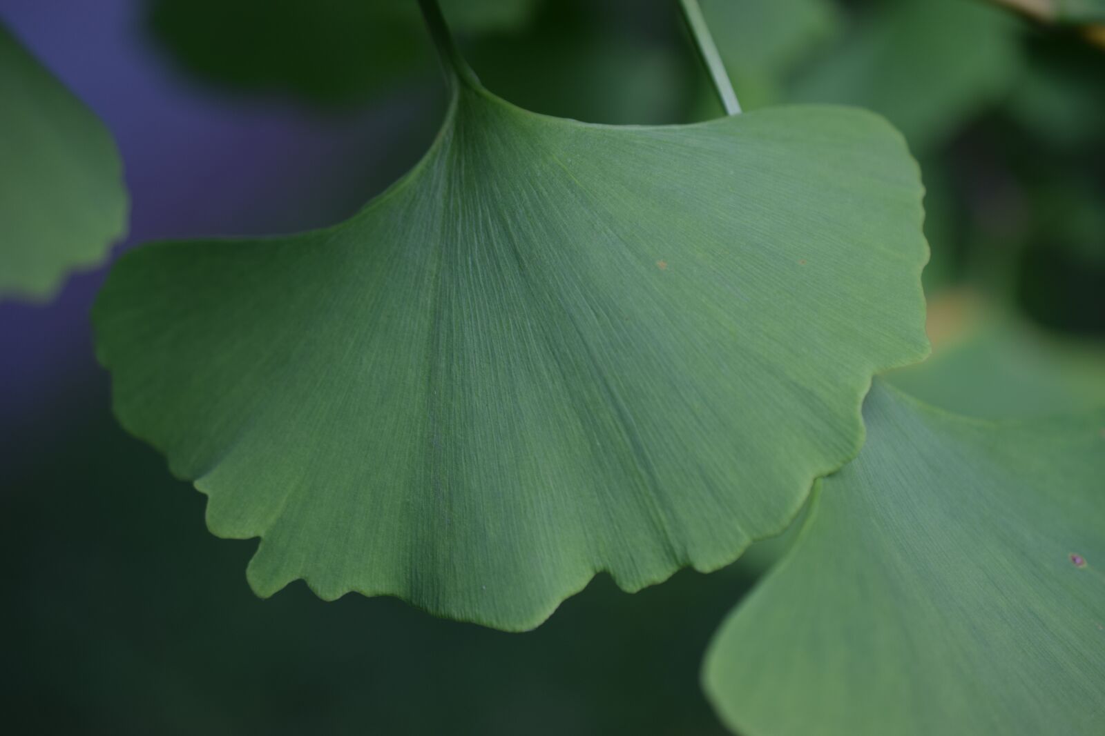 Nikon D3300 sample photo. Ginko, biloba, leaf photography