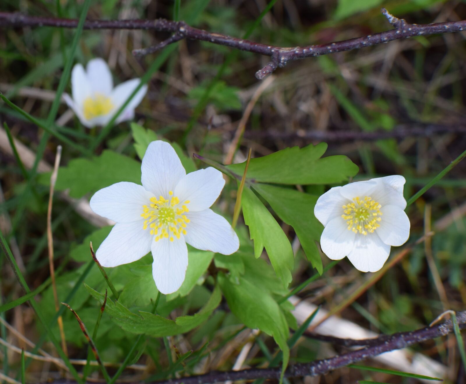 Nikon D5300 sample photo. Anemones, flowers, spring flower photography