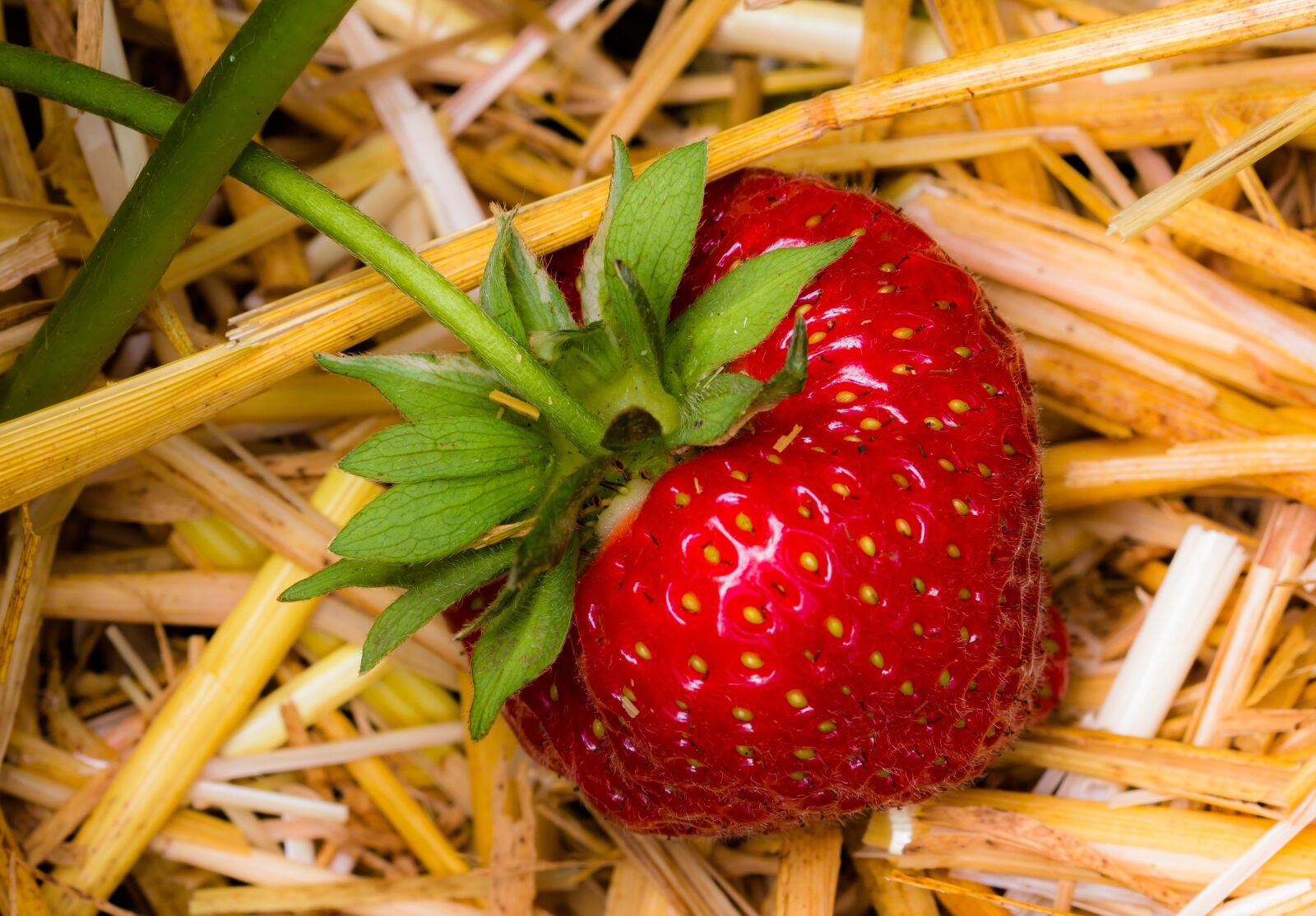 Canon EOS 70D sample photo. Strawberry, fruit, red photography