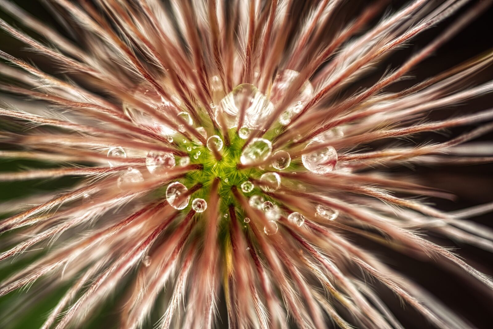 Nikon D750 sample photo. Pasqueflower, infructescence, kühchenschelle photography