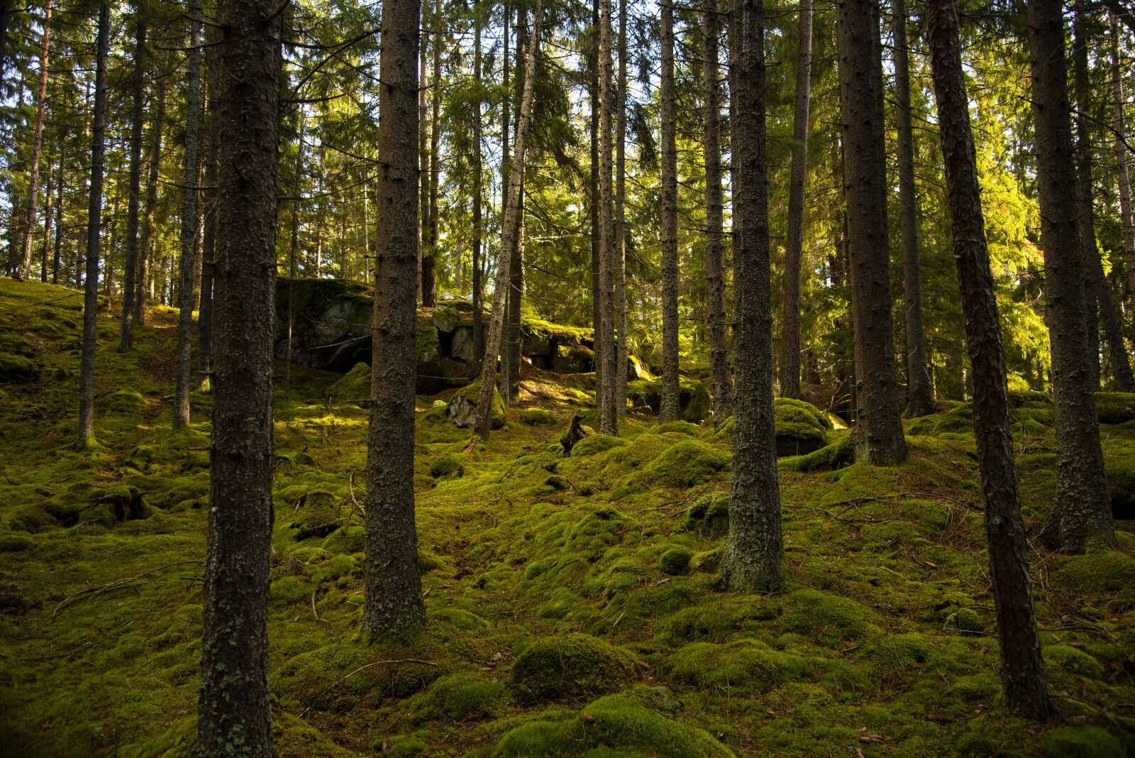 Nikon D750 sample photo. Forest, pines, tree photography