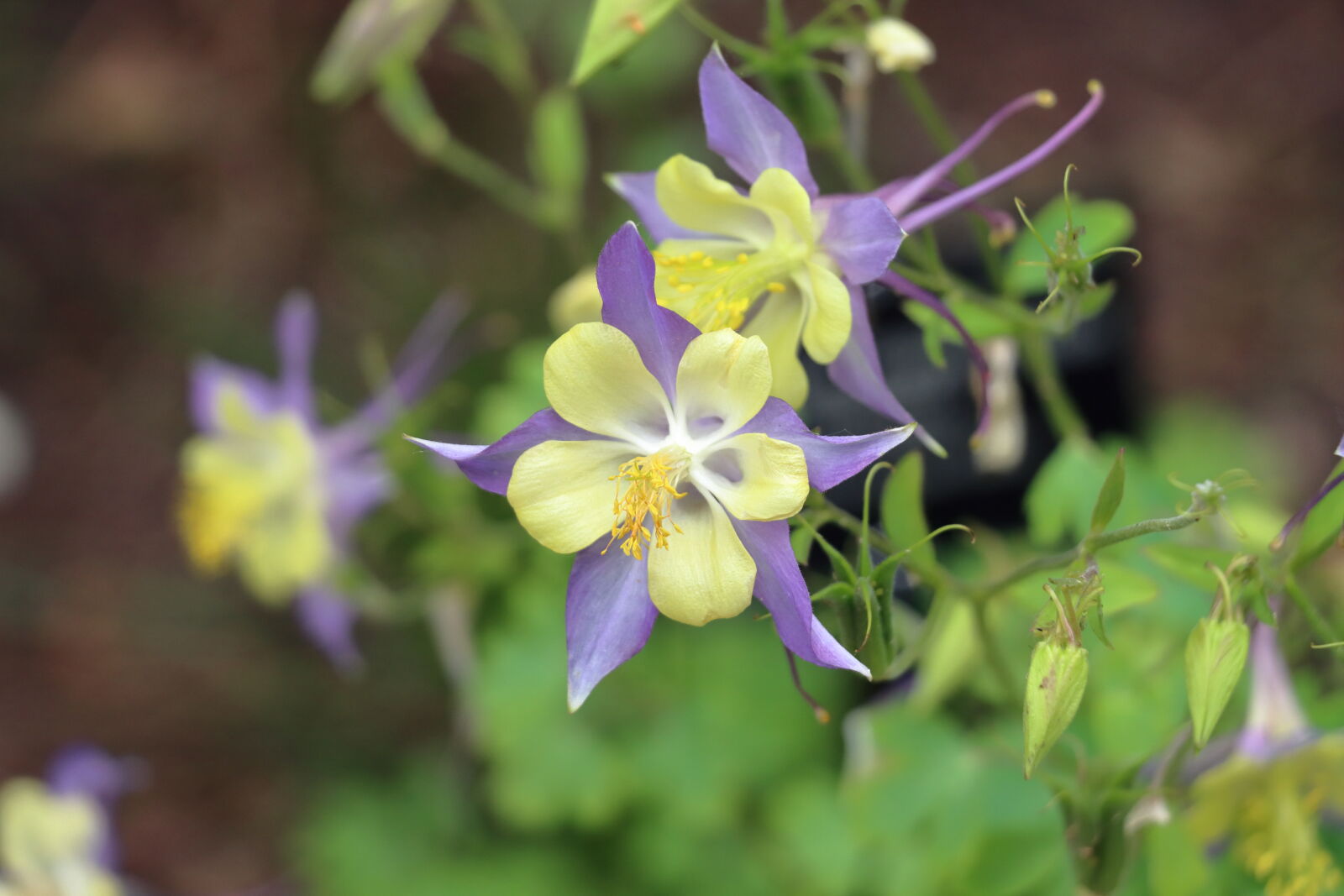 Canon EOS 90D sample photo