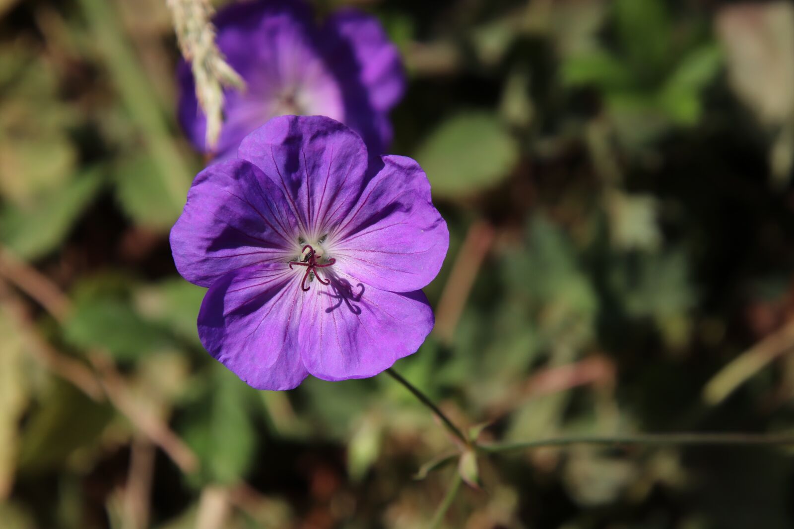 Canon EOS 800D (EOS Rebel T7i / EOS Kiss X9i) sample photo. Flower, color purple, plants photography