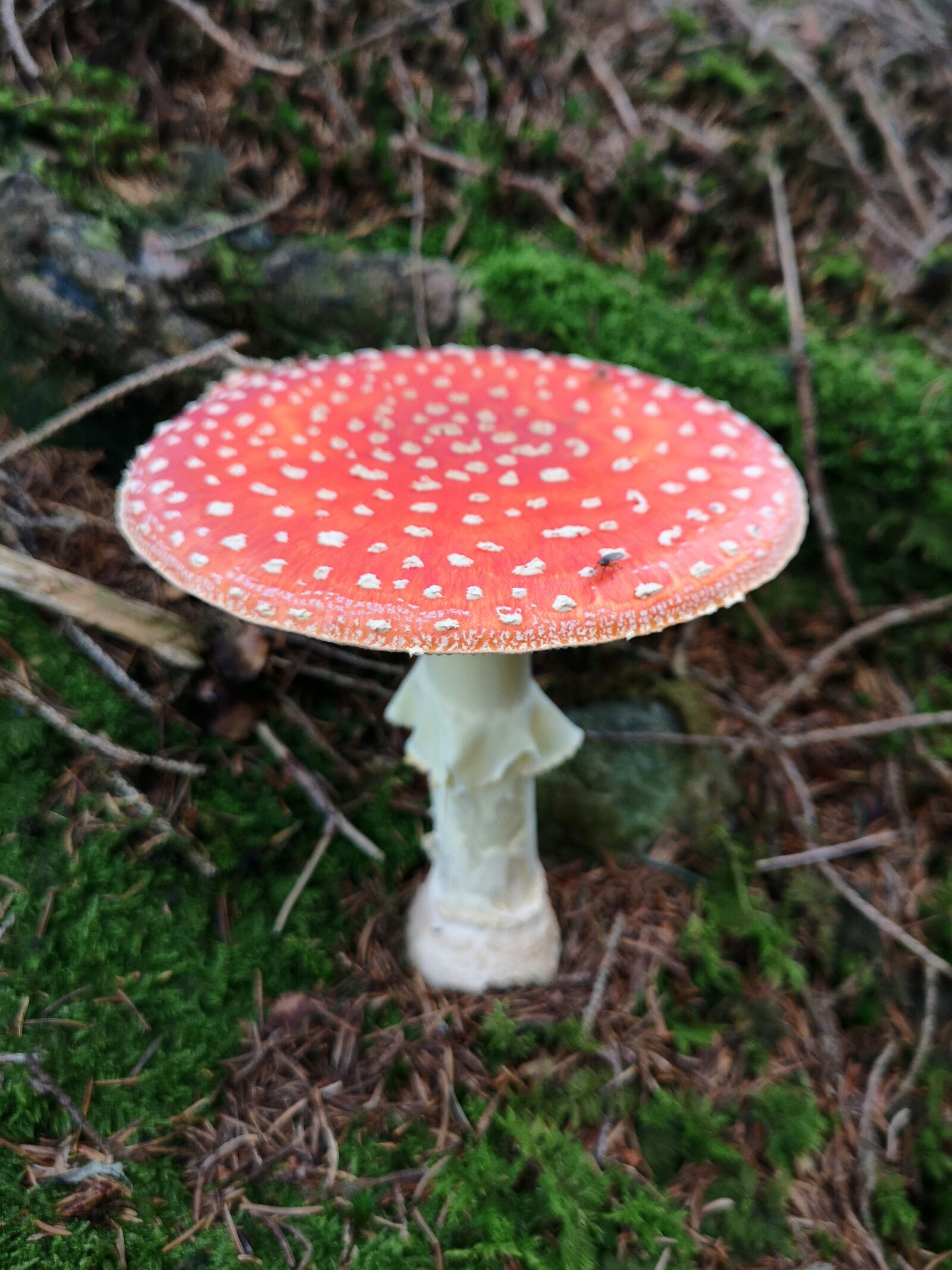 HUAWEI CLT-L29 sample photo. Fly agaric, mushroom, forest photography