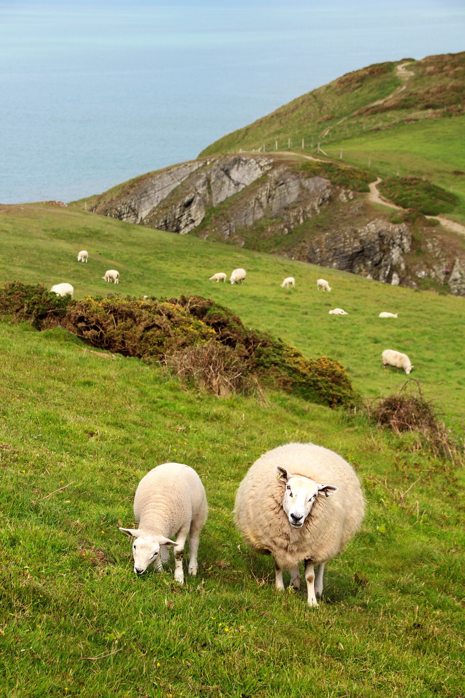 Canon EOS 1300D (EOS Rebel T6 / EOS Kiss X80) sample photo. Sheep, mvnt, lamb photography