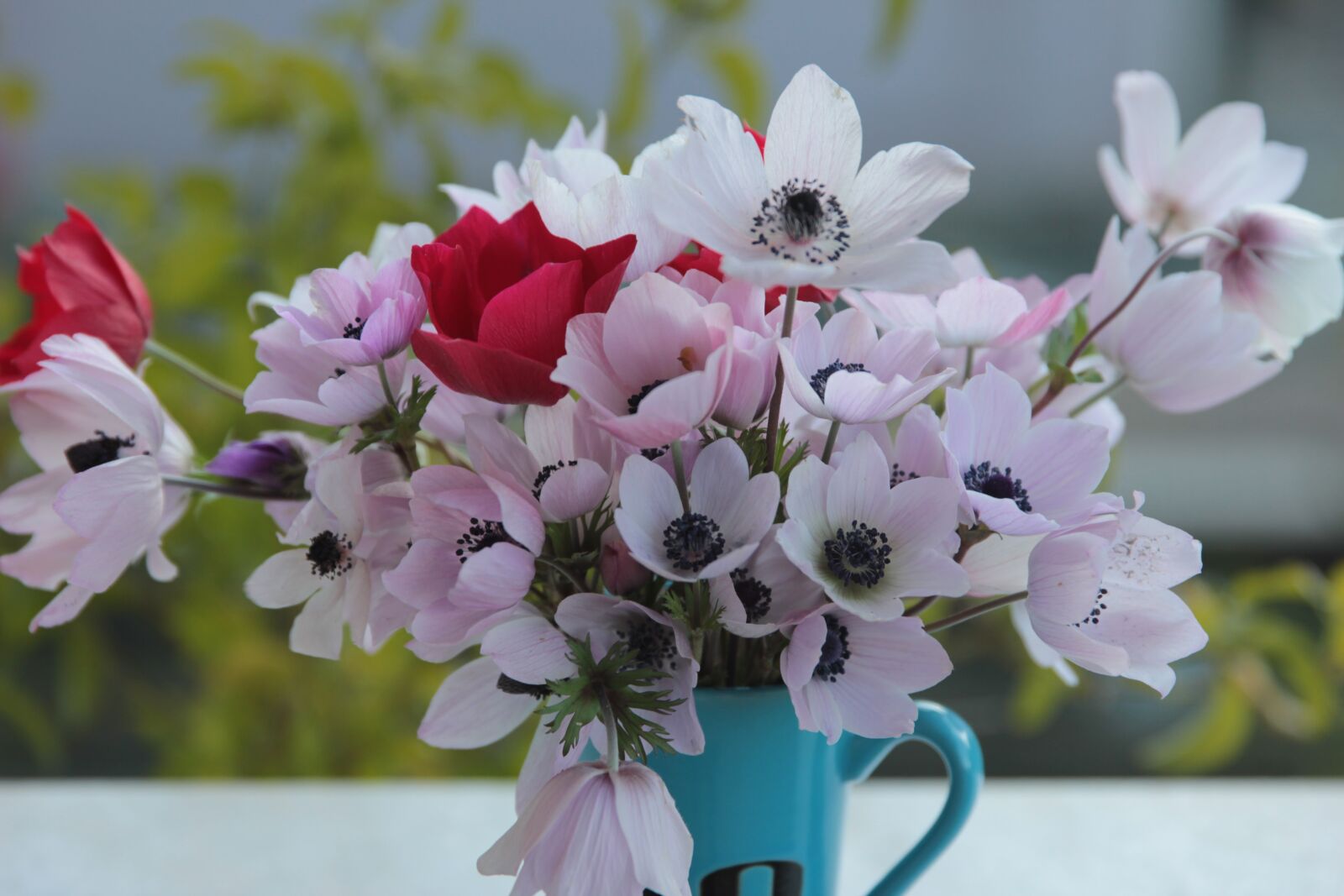 Canon EOS 550D (EOS Rebel T2i / EOS Kiss X4) sample photo. Anemone, flowers, flower photography