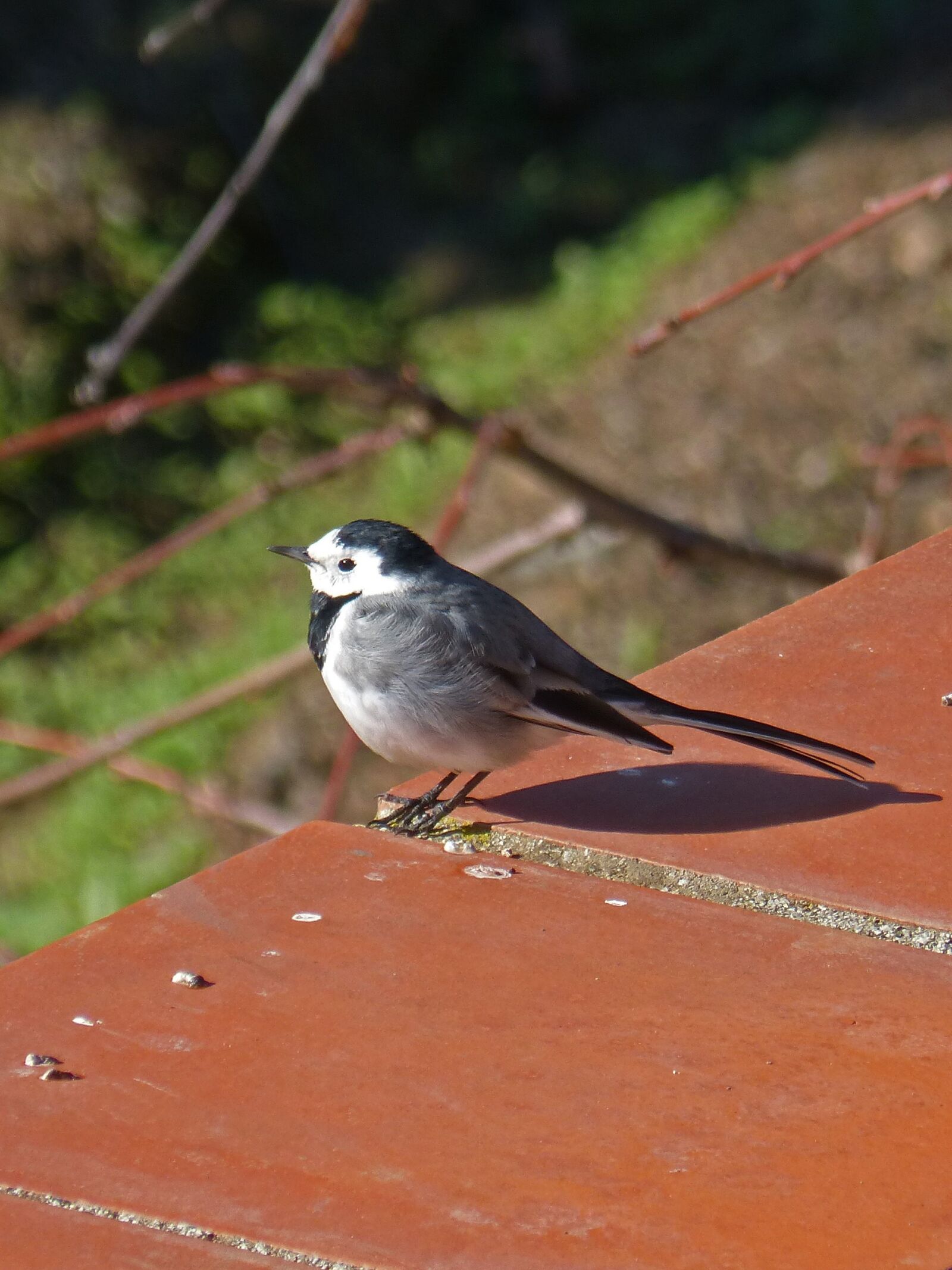 Panasonic DMC-FZ62 sample photo. Motacilla alba, washer, pastorella photography
