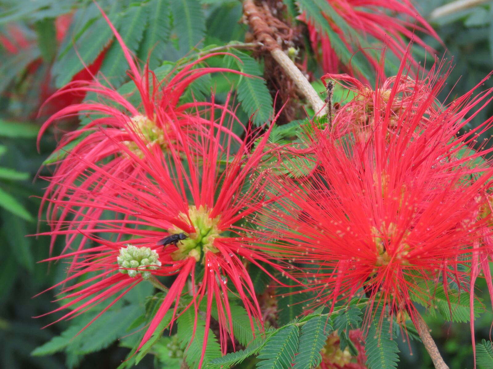 Canon PowerShot SX60 HS sample photo. Flores, nature, plant photography