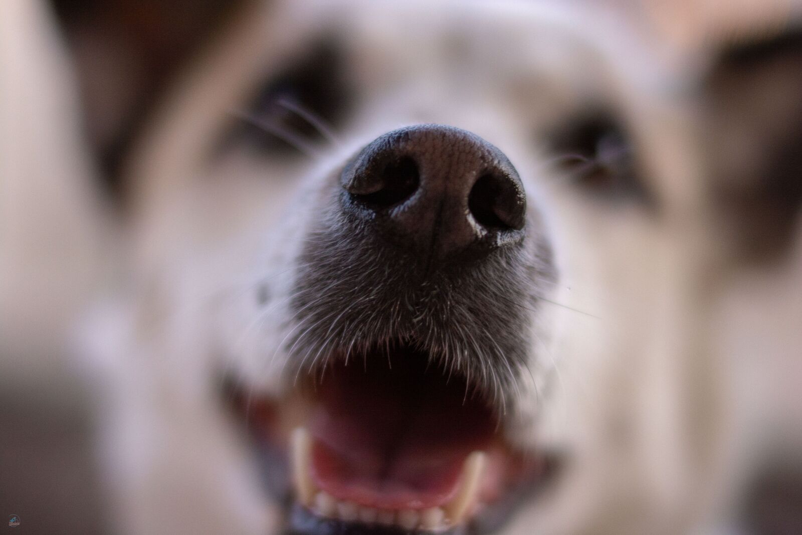 Nikon D7100 sample photo. Dog, nose, 50mm photography