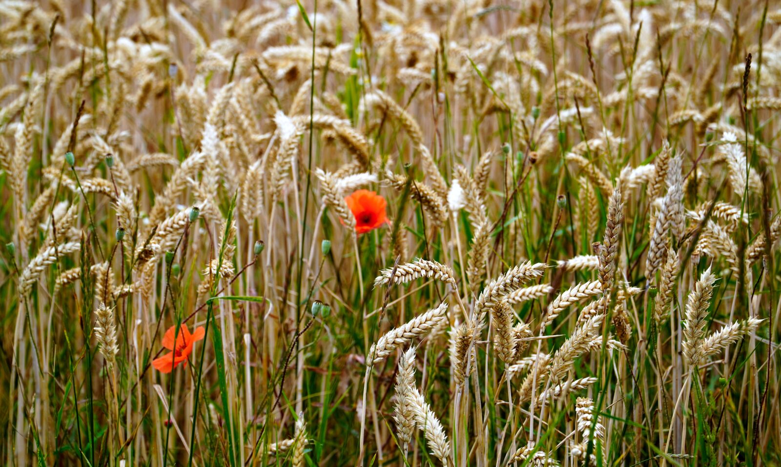 Sony a6400 sample photo. Cereals, field, cornfield photography