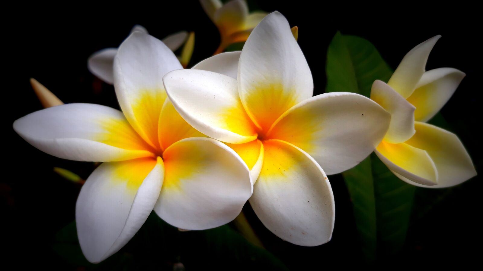 Samsung Galaxy J5 sample photo. Frangipani, flower, blossom photography