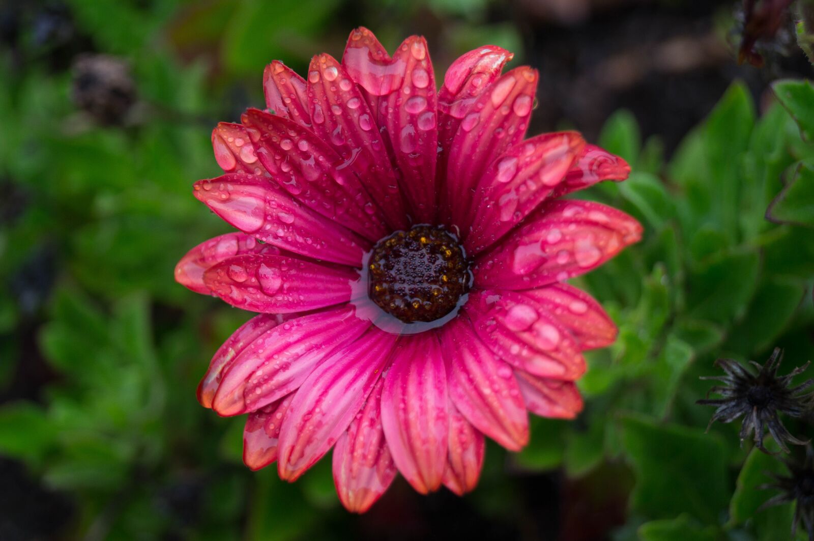 Sony SLT-A37 sample photo. Flower, violet, nature photography