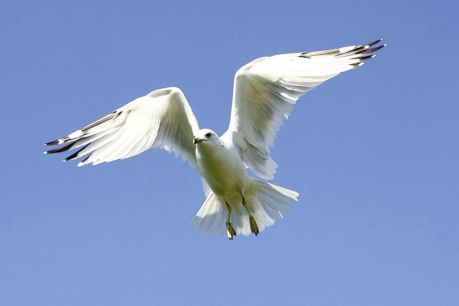 Canon EOS-1D Mark II sample photo. Gull, bird, water bird photography
