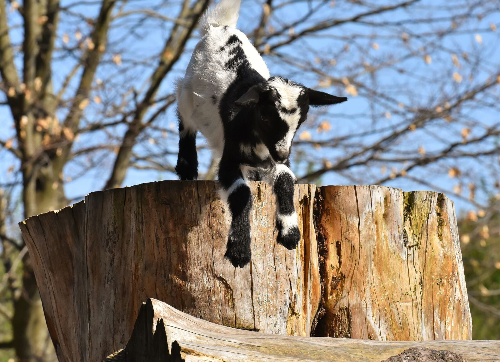 Nikon D7200 sample photo. Goats, young animals, playful photography