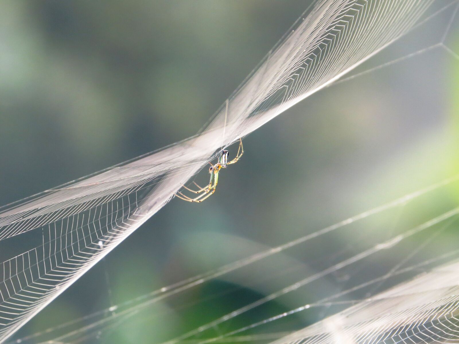 Canon PowerShot SX50 HS sample photo. Nature, insects, colombia photography