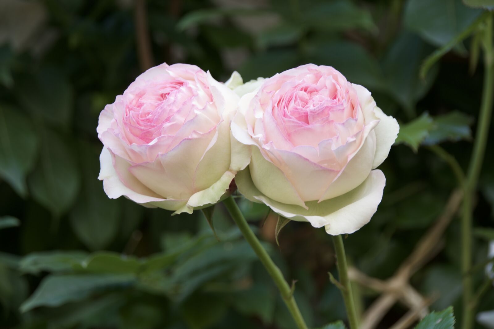 Pentax K-S2 sample photo. Flower, rosebush, plant photography