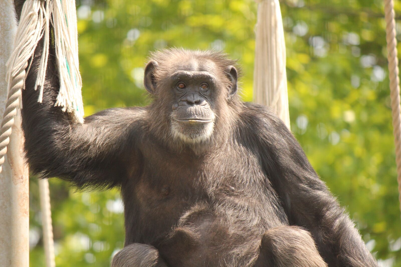 Canon EOS 550D (EOS Rebel T2i / EOS Kiss X4) sample photo. Chimp, animal, zoo photography