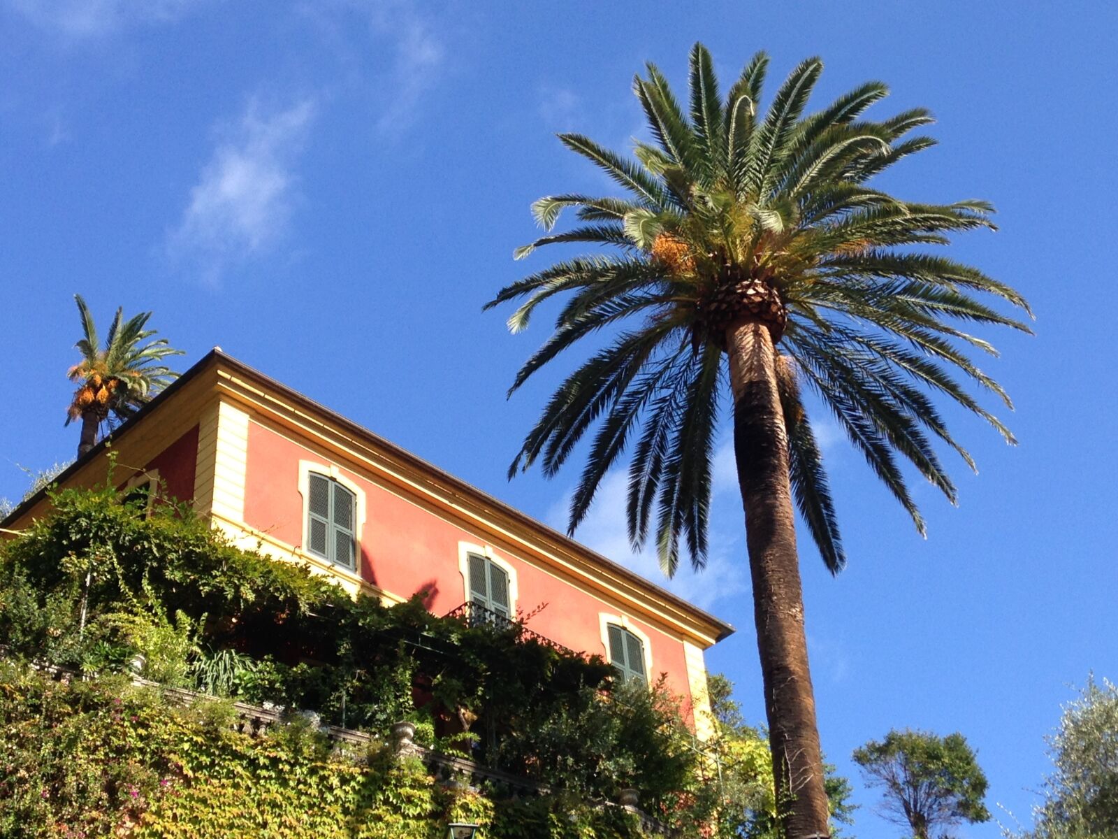 iPhone 5c back camera 4.12mm f/2.4 sample photo. Summer, palm, italy photography