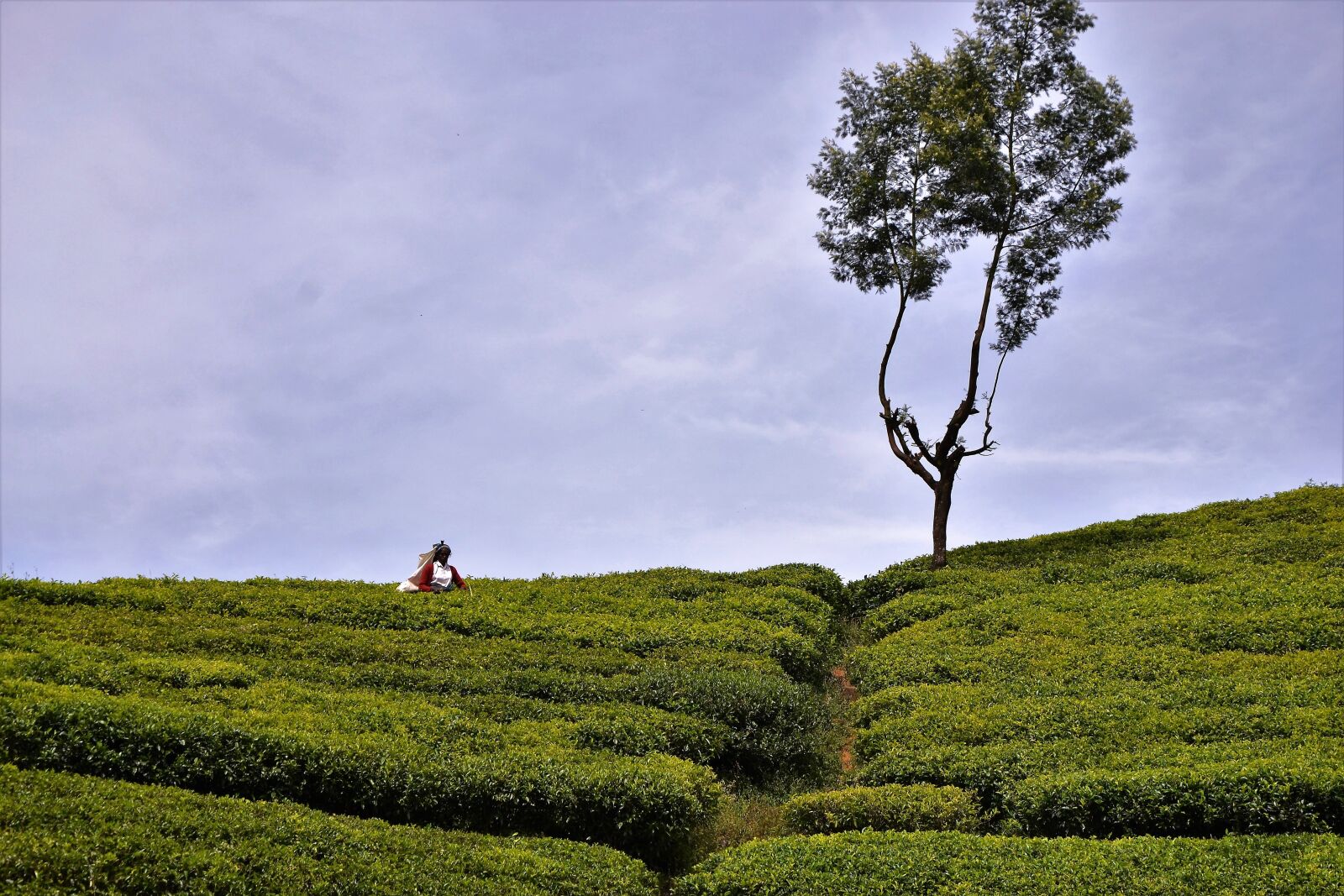 Nikon D3100 sample photo. Tea plantation, tea harvest photography