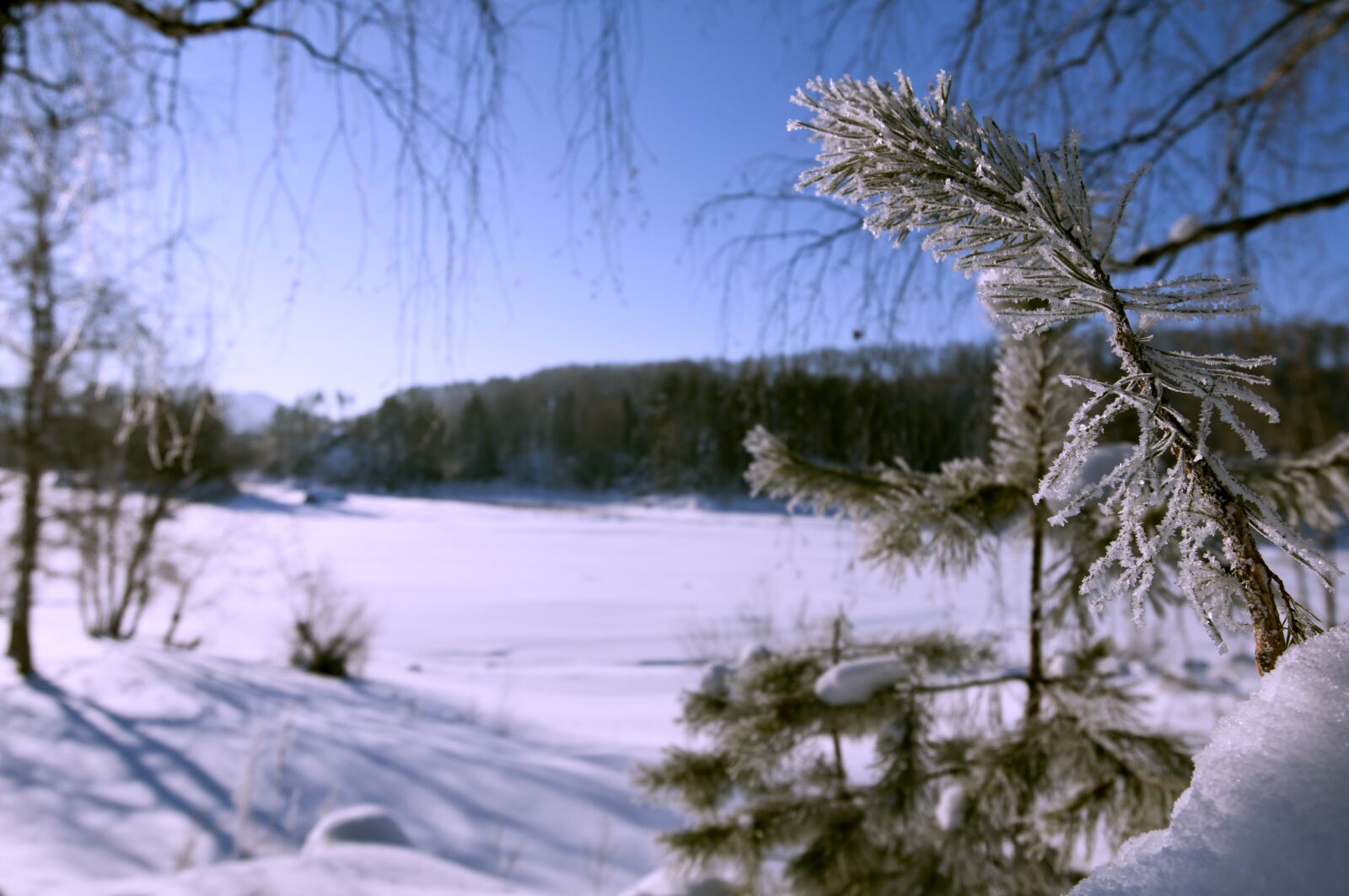Nikon D90 sample photo. Winter, frost, snow photography