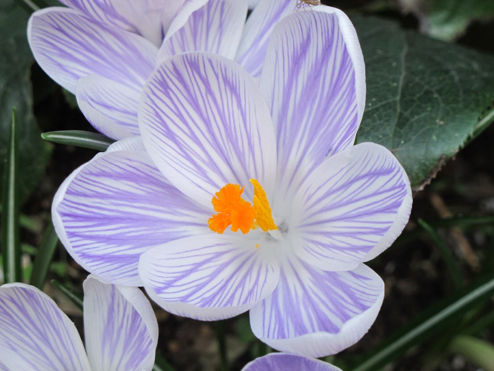 Canon PowerShot G12 sample photo. Crocus, flower, spring photography