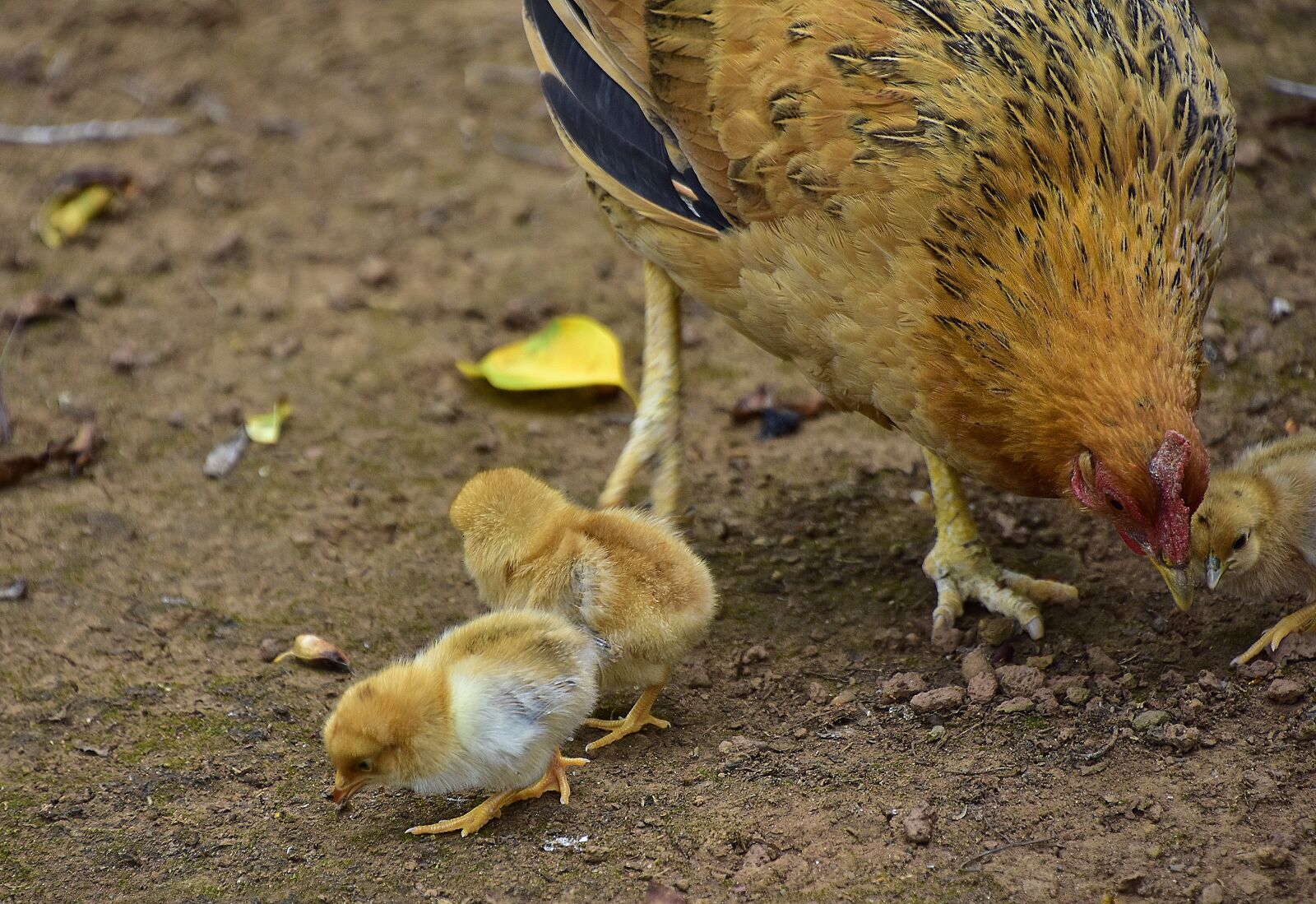 Nikon D7200 sample photo. Birds, poultry, plumage photography