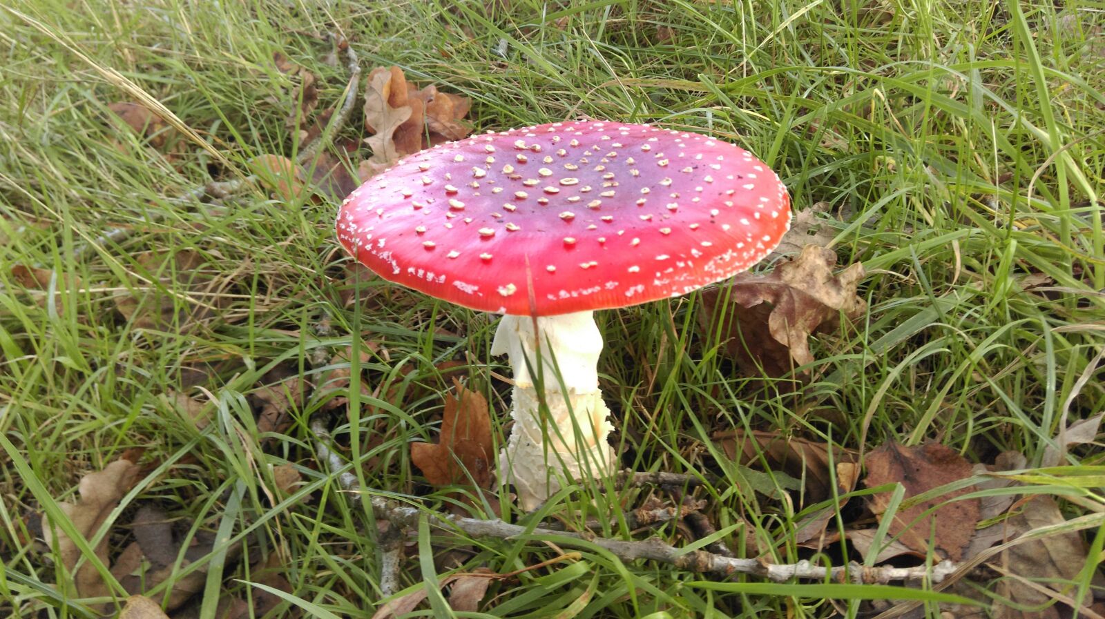 HTC ONE MINI 2 sample photo. Mushroom, autumn, forest photography