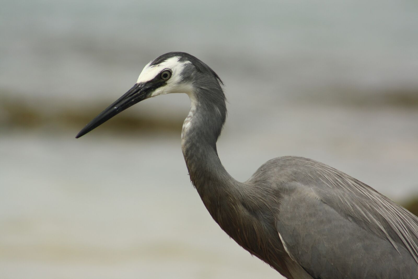 Canon EOS 1000D (EOS Digital Rebel XS / EOS Kiss F) sample photo. White faced heron, bird photography