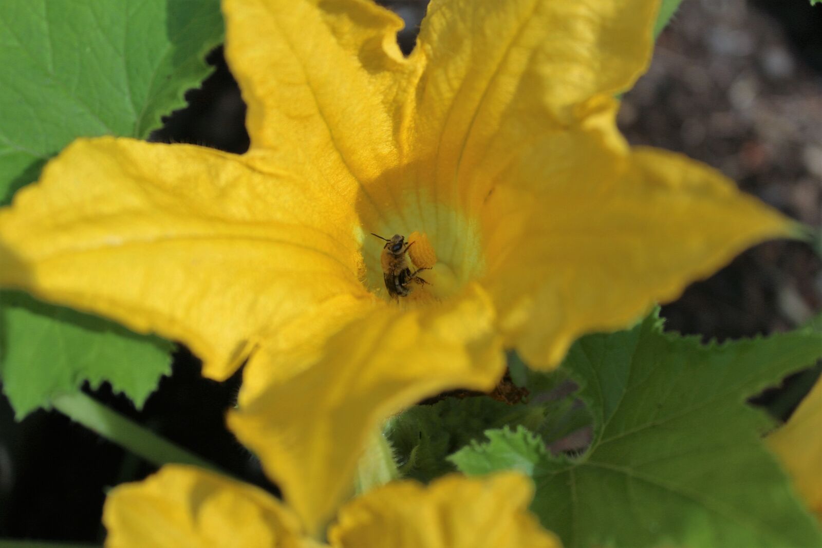 Canon EOS 1200D (EOS Rebel T5 / EOS Kiss X70 / EOS Hi) sample photo. Bees, flowers, honeybee, squash photography
