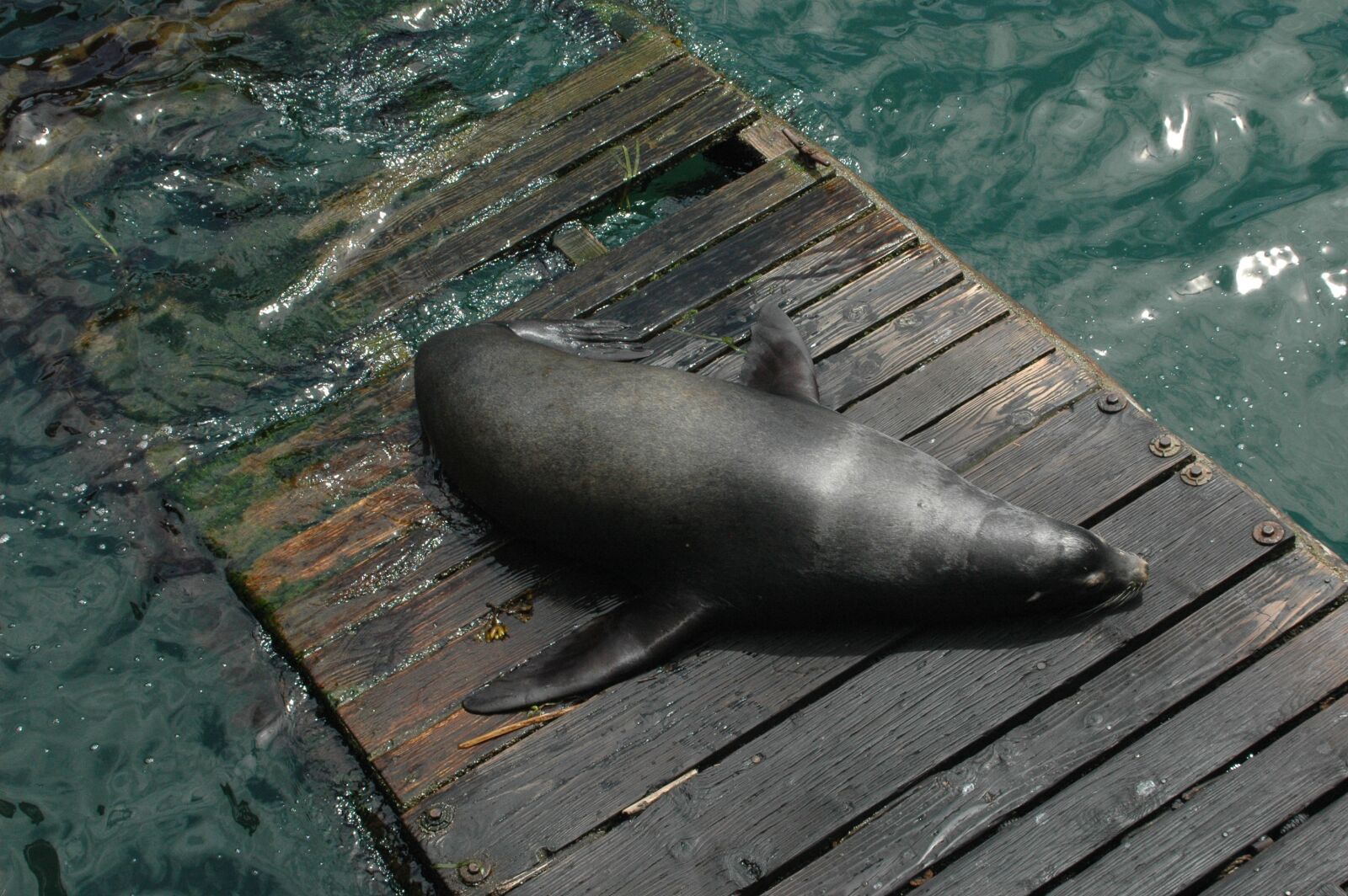 Nikon D70 sample photo. Sea lion, dock, sea photography