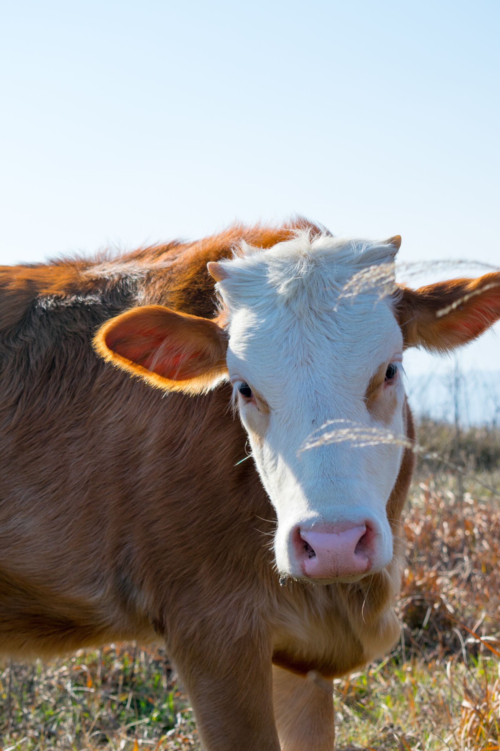 Nikon D3400 sample photo. Cow, farm, animal photography