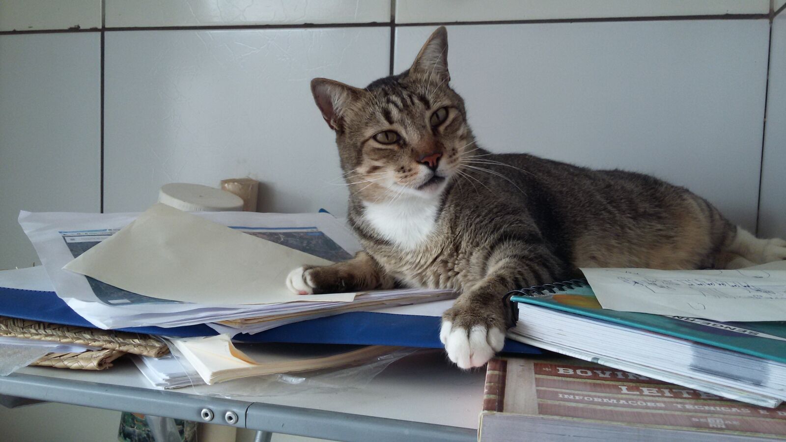 Samsung Galaxy S5 Mini sample photo. Cat, sleeper, studies photography