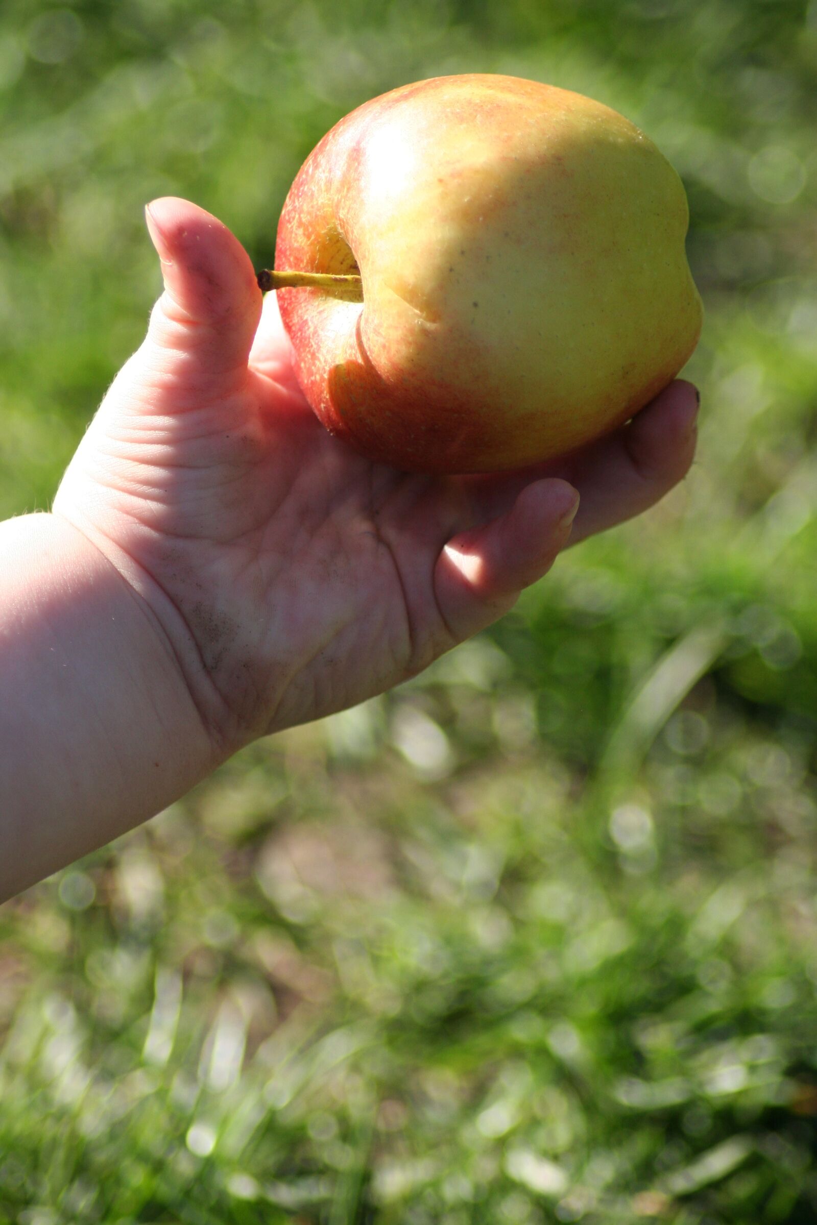 Canon EOS 350D (EOS Digital Rebel XT / EOS Kiss Digital N) sample photo. Child, hand, apple photography