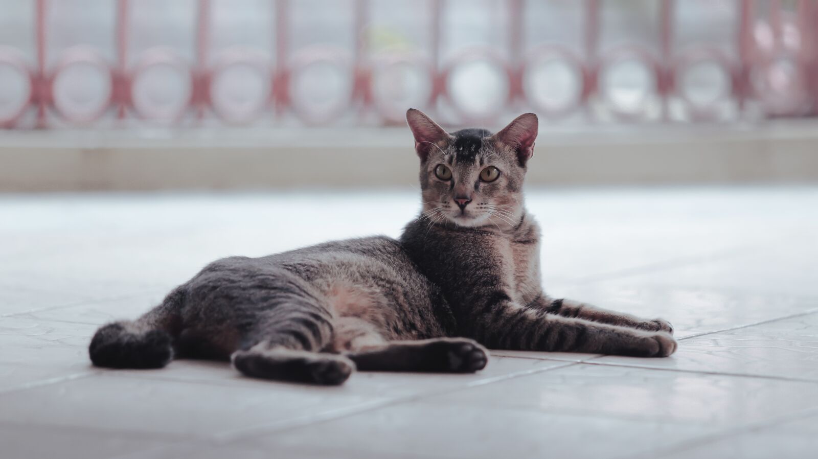 Canon EF 70-200mm F2.8L USM sample photo. Cat, cute, pet photography