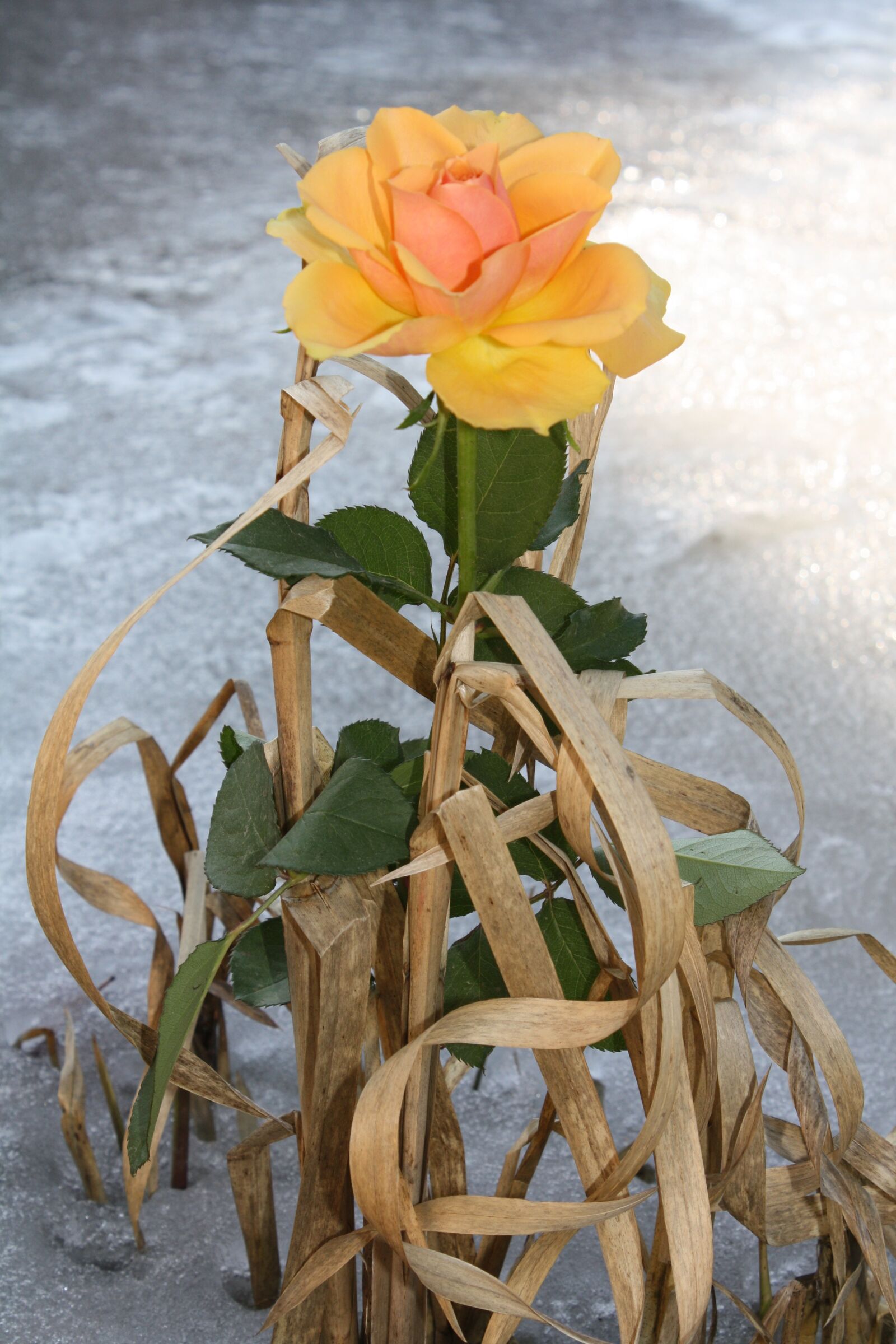 Canon EOS 1000D (EOS Digital Rebel XS / EOS Kiss F) sample photo. Flower, plant, rose photography