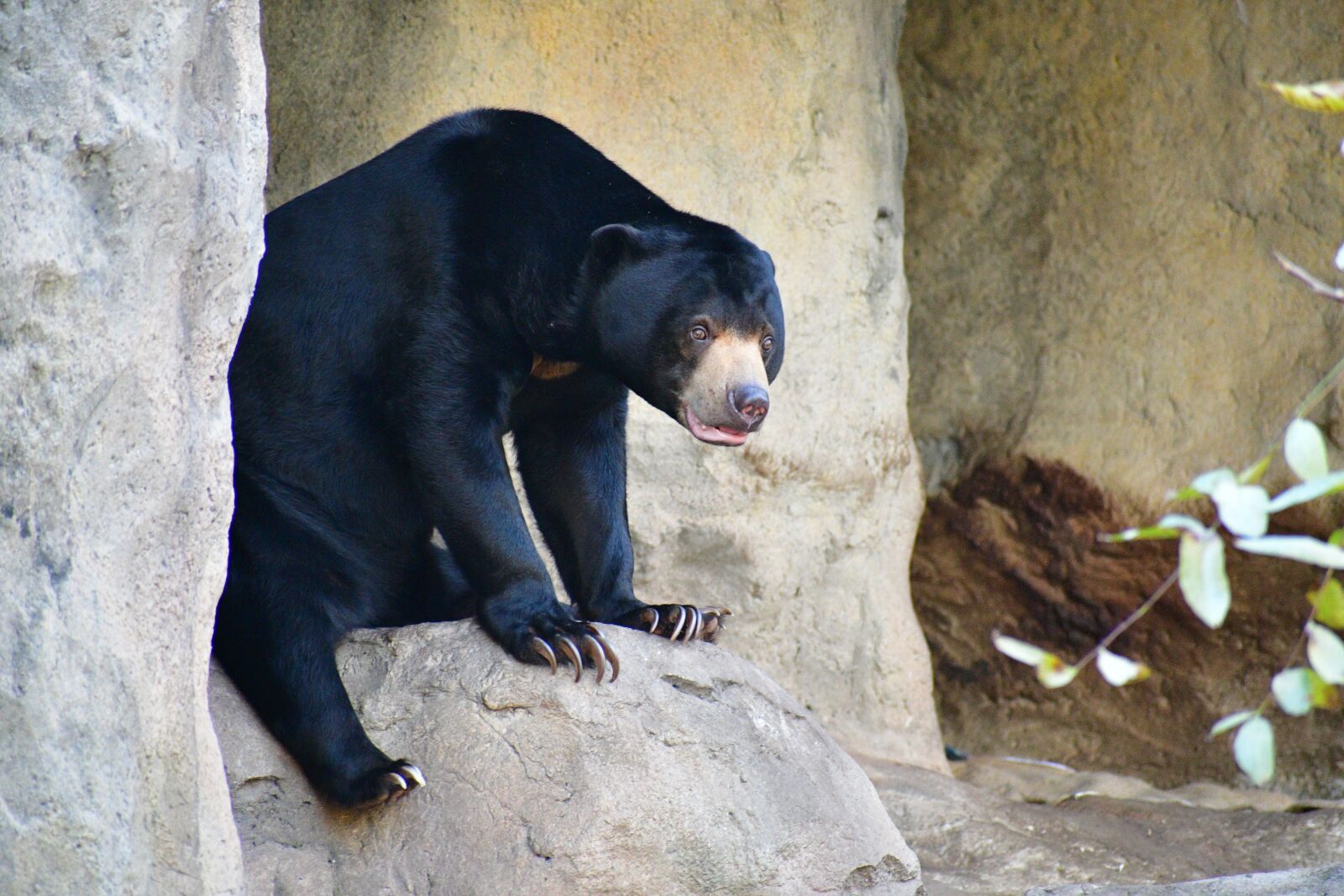 Nikon D7500 sample photo. Sun bear, mammals, big photography