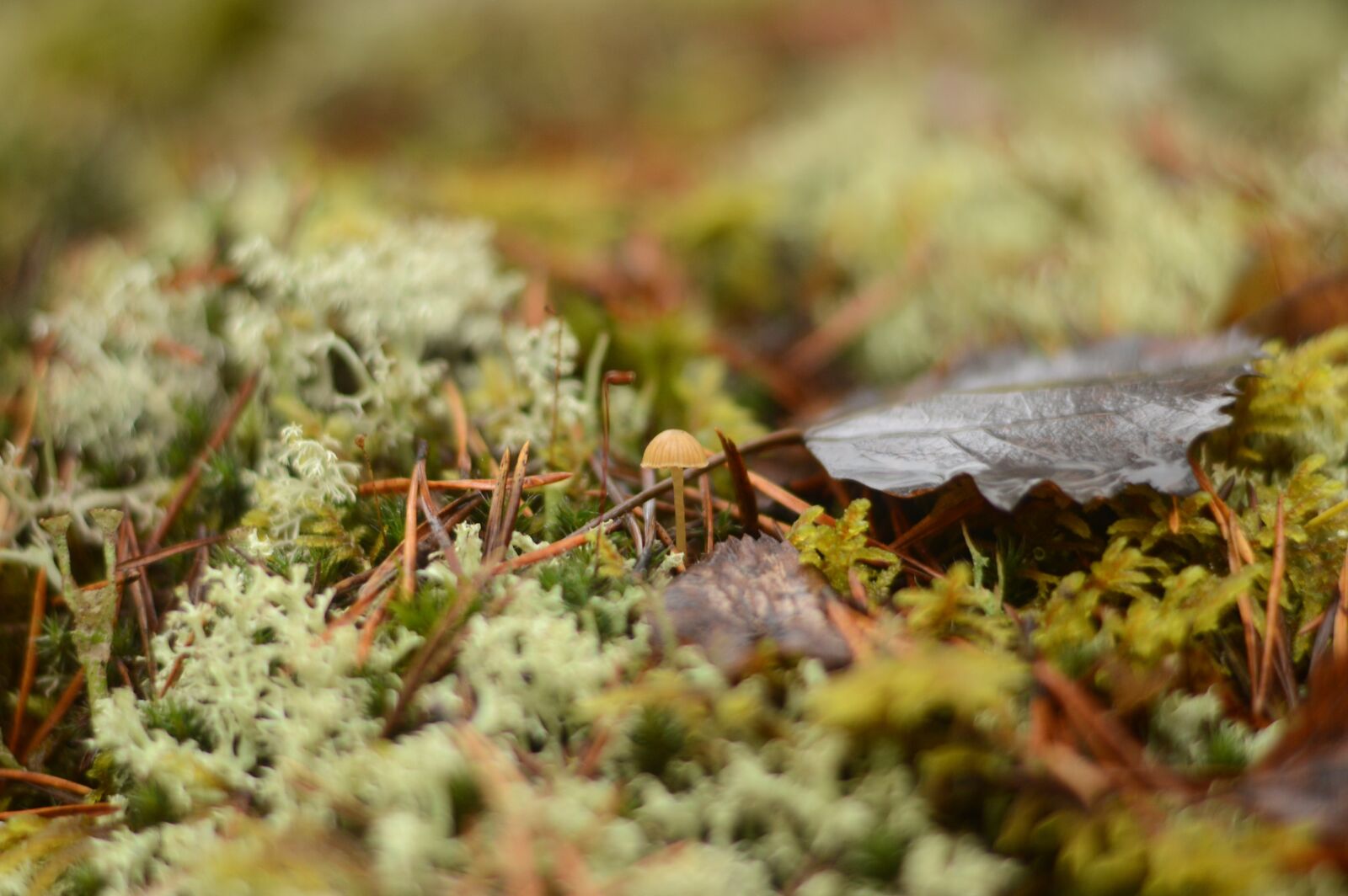 Nikon D3200 sample photo. Plant, natural, mushroom photography