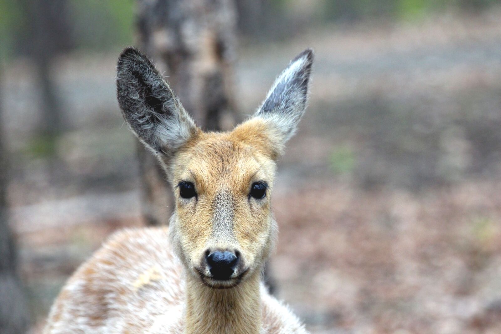 Canon EOS 650D (EOS Rebel T4i / EOS Kiss X6i) sample photo. Spotted deer, doe, cervus photography