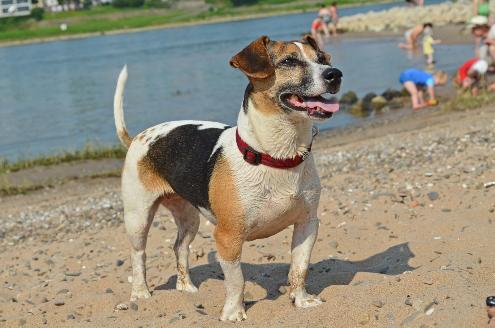 Nikon D5100 sample photo. Dog, terrier, beach photography