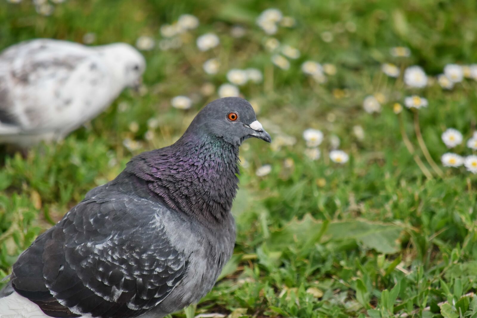 Nikon D5500 sample photo. Green grass, pigeon, animal photography