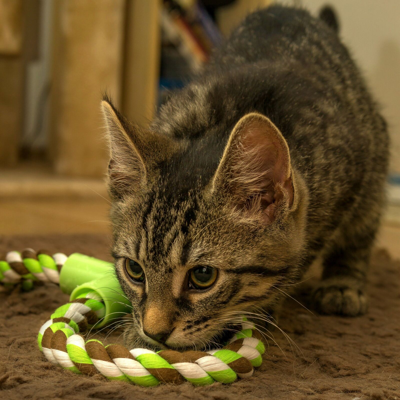 Sony a6000 sample photo. Cat, small, mackerel photography