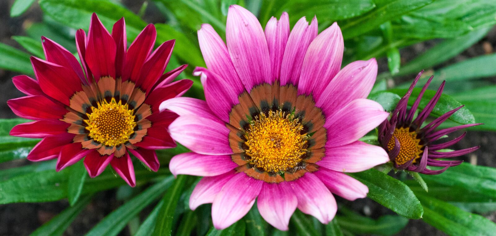 Nikon D300 sample photo. Flower, pink, purple photography