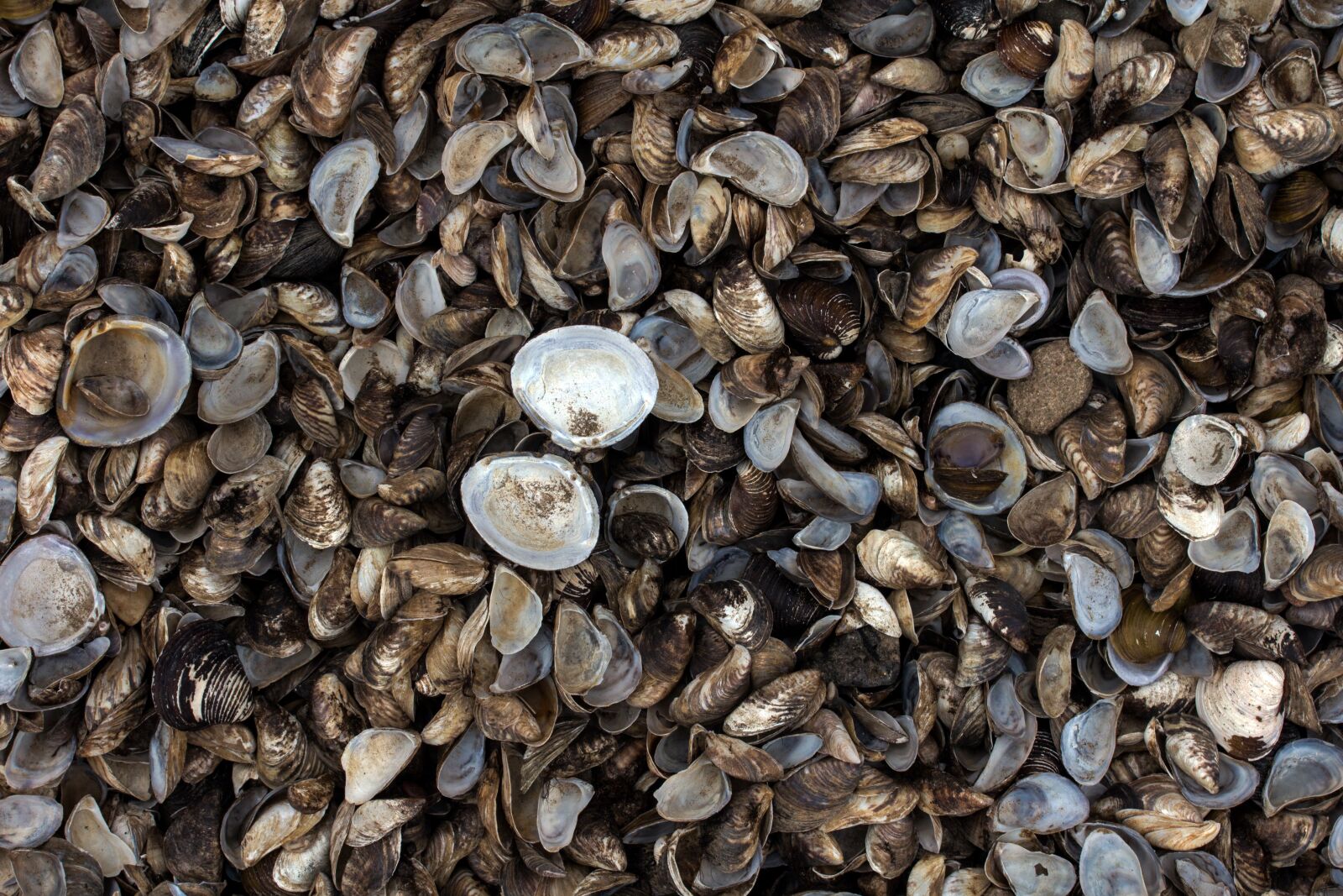 Canon EF-S 60mm F2.8 Macro USM sample photo. Mussels, beach, rhine photography